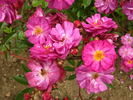 Paul Täckelburg rose photo