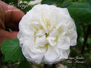 La Neige rose photo