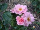 B2702 rose photo