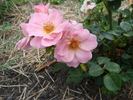 B2702 rose photo