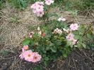 B2702 rose photo