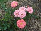 B3604 rose photo