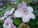 John Paul II clematis photo