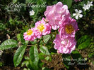 Petite Marcelle rose photo