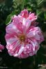 Mécène rose photo