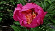 Doreen peony photo