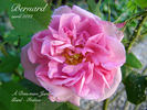 Bernard rose photo