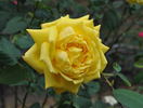 Amarillo rose photo