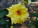 Amarillo rose photo