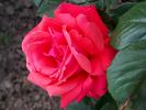Ogni Jalty rose photo