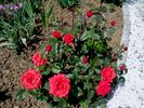 Ogni Jalty rose photo