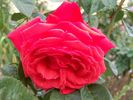 Ogni Jalty rose photo