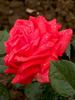 Ogni Jalty rose photo