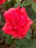 Ogni Jalty rose photo