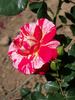 Twist ™ rose photo