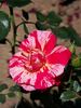 Twist ™ rose photo