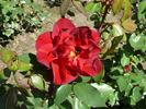 Gruss an Helgoland rose photo