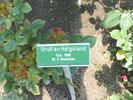 Gruss an Helgoland rose photo