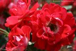 Picasso rose photo