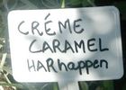 Creme Caramel rose photo