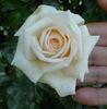 Creme Caramel rose photo