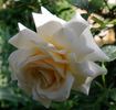 Creme Caramel rose photo
