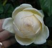 Creme Caramel rose photo