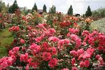 Pink La Sevillana® rose photo