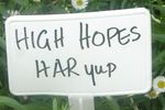 High Hopes rose photo