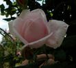 High Hopes rose photo