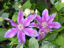 Fireworks clematis photo