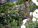 Fireworks clematis photo