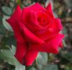 National Trust rose photo