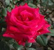 National Trust rose photo