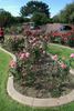 Dolce Vita ® rose photo