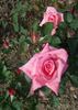 Dolce Vita ® rose photo