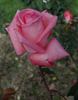 Dolce Vita ® rose photo