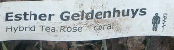 Esther Geldenhuys rose photo