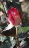 Esther Geldenhuys rose photo