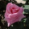 Esther Geldenhuys rose photo