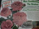 Amy Vanderbilt rose photo
