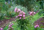 Petite Marcelle rose photo