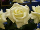 Amazing Grace '07 rose photo