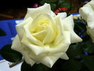 Amazing Grace '07 rose photo