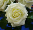 Amazing Grace '07 rose photo