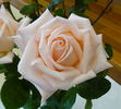 Dame Nellie Melba rose photo