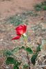Charles Gregory rose photo