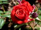 Kosmos rose photo