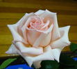 Dame Nellie Melba rose photo