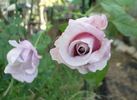 Pink Crystal rose photo
